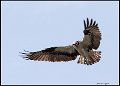 _7SB0982 osprey hovering